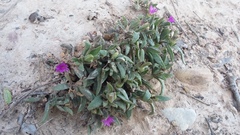 Delosperma