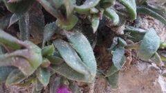 Delosperma