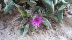 Delosperma