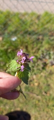 Lamium purpureum