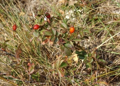 Rosa pulverulenta