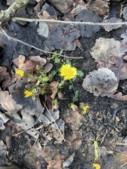 Tussilago