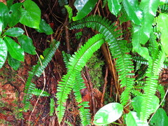Polypodiopsida