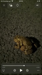 Bufo bufo