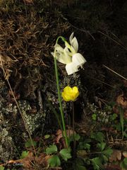 Narcissus triandrus