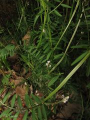 Vicia hirsuta