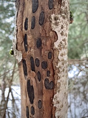 Biscogniauxia bartholomaei