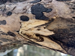 Biscogniauxia bartholomaei