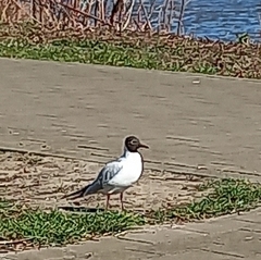 Chroicocephalus ridibundus