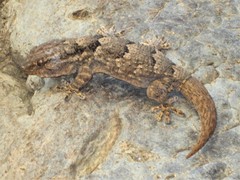 Tarentola senegambiae