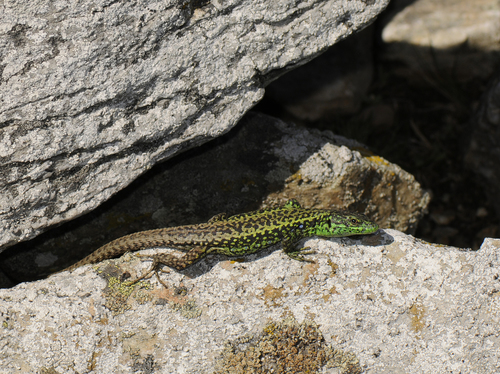 Galan’s Rock Lizard