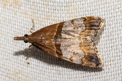 Antiscopa epicomia