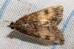 Eudonia asterisca