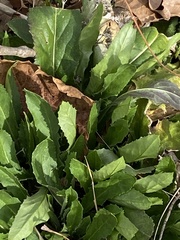 Micranthes micranthidifolia