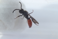 Nomada fabriciana