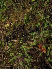 Ceratocapnos claviculata