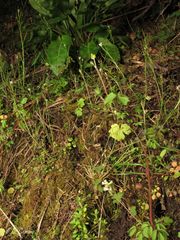 Ceratocapnos claviculata