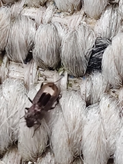 Notiophilus sylvaticus