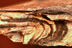 Biscogniauxia bartholomaei