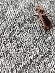 Notiophilus sylvaticus