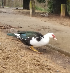 Cairina moschata domestica