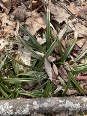 Careyanae