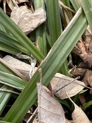 Careyanae