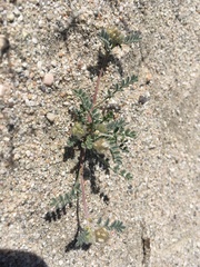 Astragalus didymocarpus