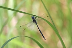 Austroaeschna pinheyi