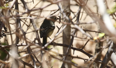 Vireo nelsoni