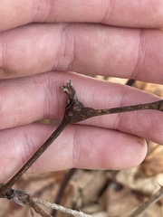 Neolasioptera nodulosa