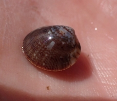 Laevicardium substriatum