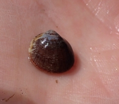 Laevicardium substriatum