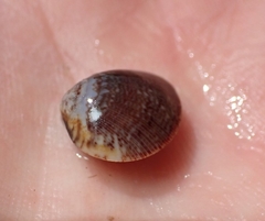 Laevicardium substriatum