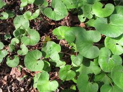Petasites pyrenaicus