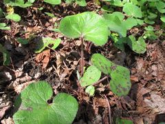 Petasites pyrenaicus