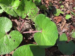 Petasites pyrenaicus