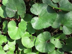 Petasites pyrenaicus