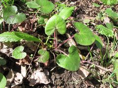 Petasites pyrenaicus