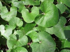 Petasites pyrenaicus