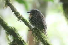 Malacoptila fulvogularis