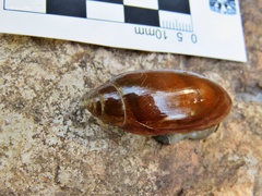 Streptostyla