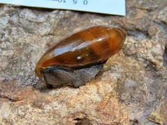 Streptostyla