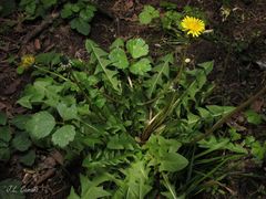 Taraxacum