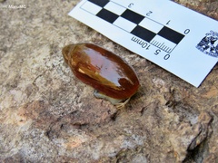 Streptostyla