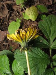 Taraxacum