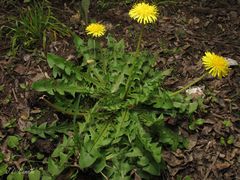 Taraxacum