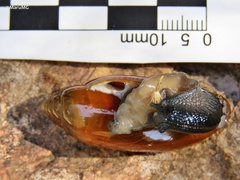 Streptostyla
