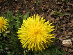 Taraxacum