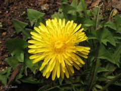 Taraxacum